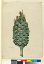 Macrozamia, ca. 1803-06 (wc, pen, blæk og blyant)