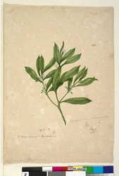 Side 101. Myoporum acuminatum, ca. 1803-06 (wc, pen, blæk og blyant)