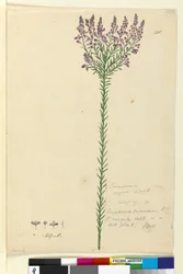 Side 105. Comesperma ericinum, c.1803-06 (wc, kuglepen, blæk og blyant)