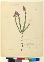 Side 106. Comesperma ericinum, c.1803-06 (wc, pen, blæk og blyant)