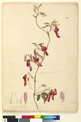 Side 108. Kennedia rubicunda, ca. 1803-06 (wc, kuglepen, blæk og blyant)