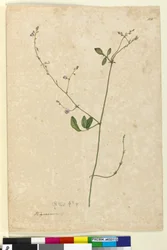 Side 115. Hedysarum, ca. 1803-06 (wc, kuglepen, blæk og blyant)