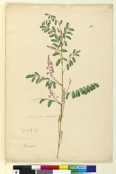 Side 116. Indigofera australis, ca. 1803-06 (wc, kuglepen, blæk og blyant)