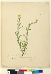 Side 119. Helichrysum apiculatumChrysocephalum apiculatum, c.1803-06 (wc, pen, blæk og blyant)