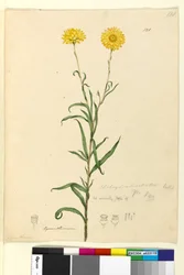 Side 121. Elichrysum bracteatum, c.1803-06 (wc, kuglepen, blæk og blyant)