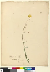 Side 127. Craspedia, ca. 1803-06 (wc, pen, blæk og blyant)
