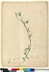 Side 130. Lobelia hostataLobelia gracilis, c.1803-06 (wc, pen, blæk og blyant)