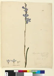 Side 133. Thelymitra ixioides, c.1803-06 (wc, pen, blæk og blyant)