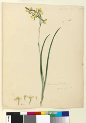 Side 135. Diuris maculata, ca. 1803-06 (wc, pen, blæk og blyant)
