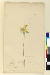 Side 136. Diuris aurea, ca. 1803-06 (wc, pen, blæk og blyant)