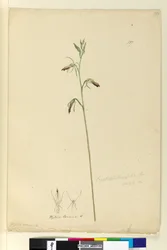 Side 137. Cryptostylis longifolia, c.1803-06 (wc, pen, blæk og blyant)