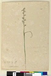 Side 138. Prasophyllum patens, ca. 1803-06 (wc, kuglepen, blæk og blyant)