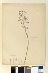 Side 139. Dipodium punctatum, c.1803-06 (wc, pen, blæk og blyant)