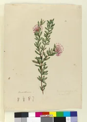 Side 13. Grevillea punicea, c.1803-06 (wc, kuglepen, blæk og blyant)