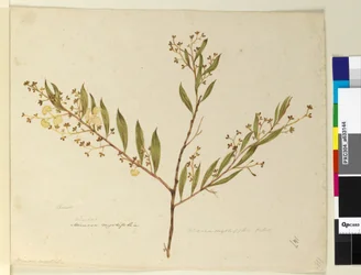 Side 147. Acacia myrtifolia, ca. 1803-06 (wc, kuglepen, blæk og blyant)