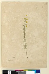 Side 148. Acacia aciculares, ca. 1803-06 (akvarel, pen, blæk og blyant)