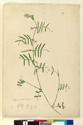 Side 150. Lathyrus, ca. 1803-06 (wc, kuglepen, blæk og blyant)