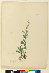 Side 154. Silene naturaliseret, ca. 1803-06 (wc, pen, blæk og blyant)
