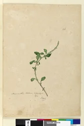 Side 156. Amaranthus Blitum, c.1803-06 (wc, pen, blæk og blyant)