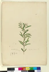 Side 15. Grevillea sericea, ca. 1803-06 (wc, kuglepen, blæk og blyant)