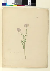 Side 164. Iberis naturaliseret, c.1803-06 (wc, pen, blæk og blyant)