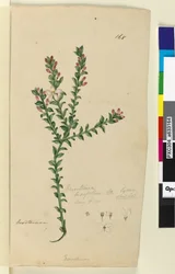 Side 168. Eriostemon buxifolium, ca. 1803-06 (wc, pen, blæk og blyant)