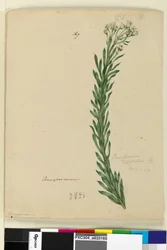 Side 169. Conospermum taxifolium, c.1803-06 (wc, pen, blæk og blyant)