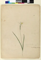 Side 170. Diplarrhena moraea, ca. 1803-06 (wc, kuglepen, blæk og blyant)
