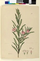 Side 174. Crowea saligna, ca. 1803-06 (wc, kuglepen, blæk og blyant)