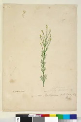 Side 17. Symphionema paludosum, c.1803-06 (wc, pen, blæk og blyant)