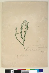 Side 182. Linum sp allied til augustifolium, c.1803-06 (wc, pen, blæk og blyant)
