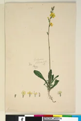 Side 185. Goodenia bellidifolia, ca. 1803-06 (wc, kuglepen, blæk og blyant)
