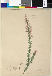 Side 190. Sprengelia incarnata, ca. 1803-06 (wc, pen, blæk og blyant)