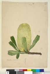 Side 19. Banksia serrata, ca. 1803-06 (wc, pen, blæk og blyant)
