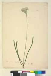 Side 20. Conospermum longifolium, c.1803-06 (wc, kuglepen, blæk og blyant)