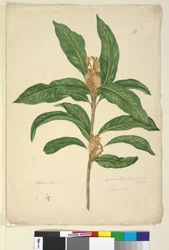 Side 22. Xylomelum pyriforme, ca. 1803-06 (wc, pen, blæk og blyant)