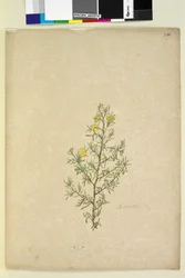 Side 231. Hibbertia sp, ca. 1803-06 (wc, pen, blæk og blyant)