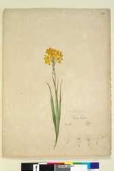 Side 232. Ixia lutea, ca. 1803-06 (wc, pen, blæk og blyant)