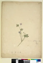 Side 237. Geranium pilosum, ca. 1803-06 (wc, pen, blæk og blyant)