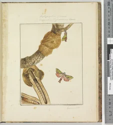 Side 23 Plade 6 Xylopsyche Lewinni Hepialus Ligniveren Lewin, 1803-04 (håndfarvede ætsningstryk)
