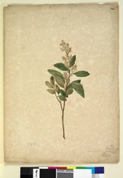 Side 240. Pomaderris ligustrina, ca. 1803-06 (wc, kuglepen, blæk og blyant)