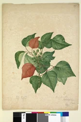 Side 247. Homolanthus populifolius Omalanthus populifolius, c.1803-06 (wc, kuglepen, blæk og blyant)