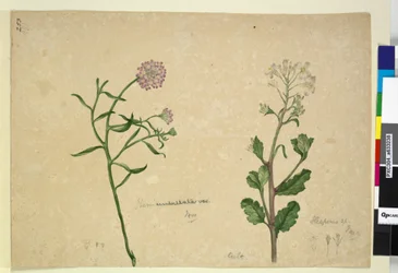 Side 253. Iberis umbellata; Hesperis sp., ca. 1803-06 (wc, kuglepen, blæk og blyant)
