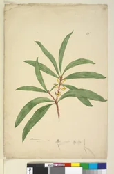 Side 25. Persoonia salicina, ca. 1803-06 (wc, kuglepen, blæk og blyant)