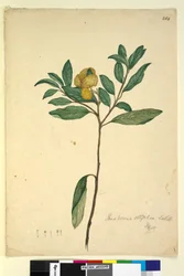 Side 264. Pomaderris elliptica, ca. 1803-06 (wc, kuglepen, blæk og blyant)