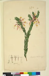 Side 33. Styphelia triflora, ca. 1803-06 (wc, pen, blæk og blyant)