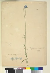 Side 36. Wahlenbergia gracilis, c.1803-06 (wc, kuglepen, blæk og blyant)