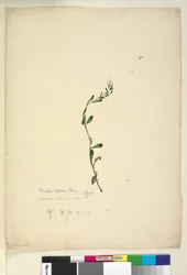 Side 38. Samolus repens, ca. 1803-06 (wc, pen, blæk og blyant)