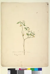 Side 39. Solanum nigrum, ca. 1803-06 (wc, kuglepen, blæk og blyant)