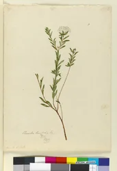 Side 3. Pimelea linifolia, ca. 1803-06 (wc, pen, blæk og blyant)